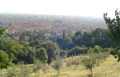Ortaggi